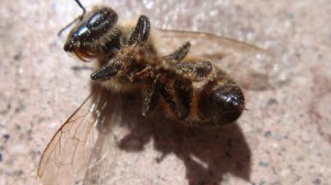 Crikey! Look at the stinger on that beaut! I wouldn't want to be near her when she's mad!