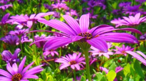 purple flowers